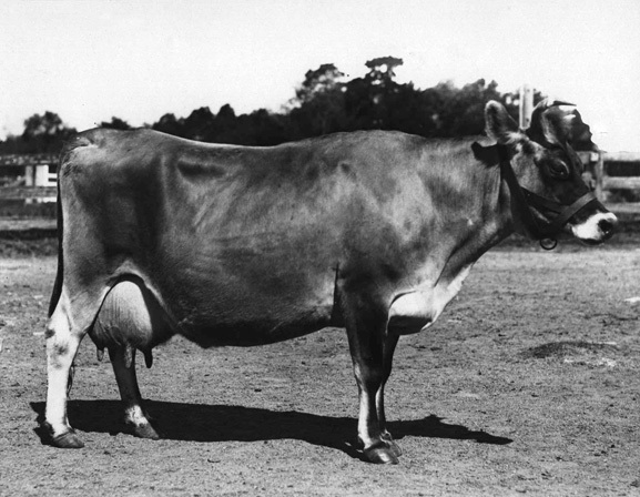 Dairy cow - 'Wagga Gladys' [Hawkesbury Agricultural College (HAC)]