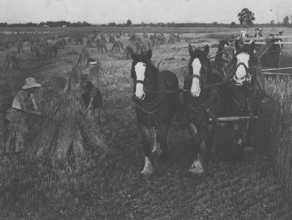 Harvesting using three-horse team - students stacking harvested hay crop into stooks [Hawkesbury Agricultural College (HAC)]