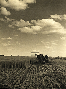 Reaper and binder drawn by a three-horse team [Hawkesbury Agricultural College (HAC)]