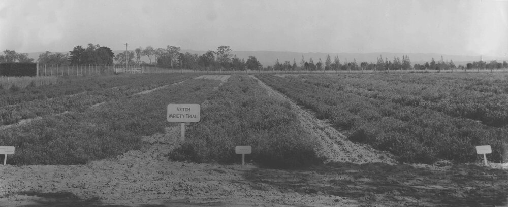 Experimental Plots: Vetch variety trial [Hawkesbury Agricultural College (HAC)]