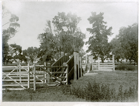 Sheep dip [Hawkesbury Agricultural College (HAC)]