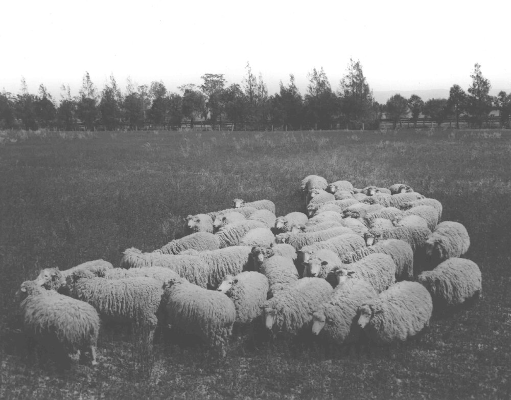 Sheep - Flock of 'Romney Marsh' (breed) in a paddock [Hawkesbury Agricultural College (HAC)]