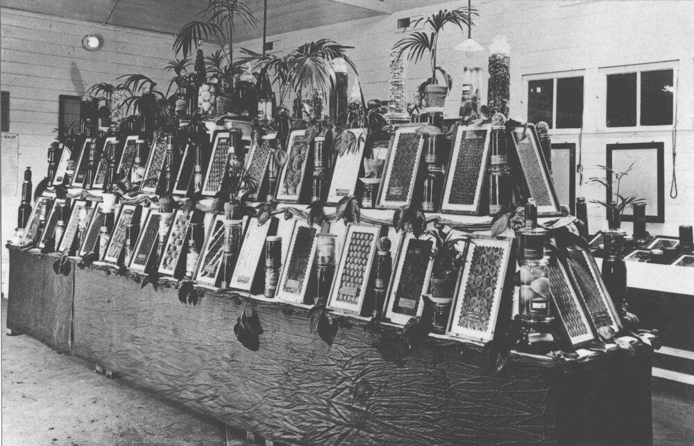 Diploma Day, 1924 - Exhibit of dried and bottled fruits in the Cannery [Hawkesbury Agricultural College (HAC)]