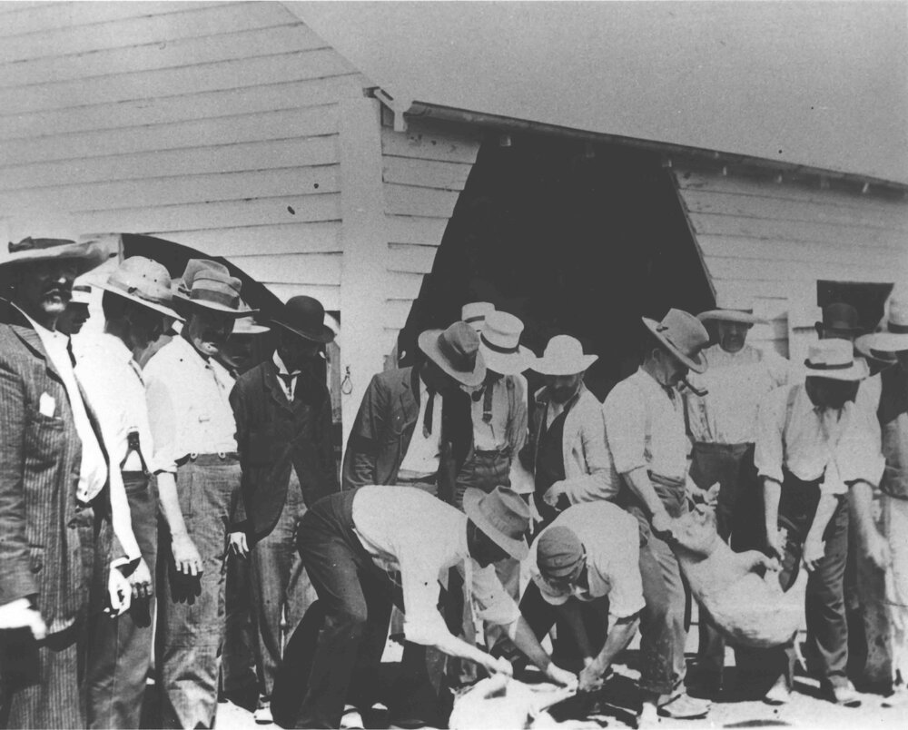 Pig Slaughtering [Hawkesbury Agricultural College (HAC)]