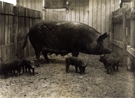 Pigs - Tamworth sow &amp; litter [Hawkesbury Agricultural College (HAC)]