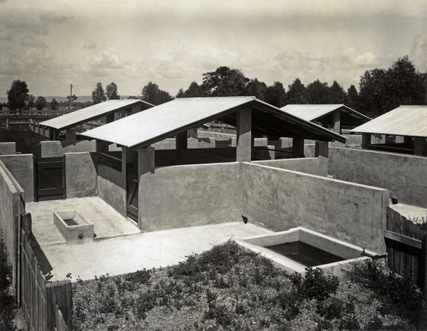 Piggery - Pigsties and concrete pens [Hawkesbury Agricultural College (HAC)]