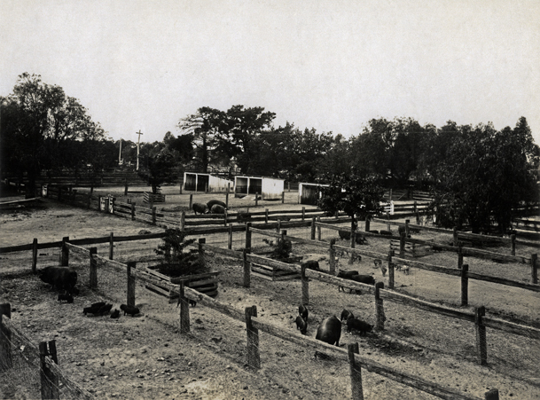 Piggery - sheds and yards [Hawkesbury Agricultural College (HAC)]