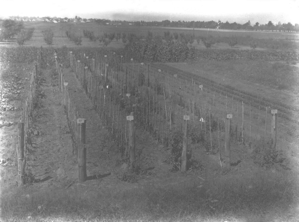 Experimental Plots: Staked tomatoes - looking toward Richmond [Hawkesbury Agricultural College (HAC)]
