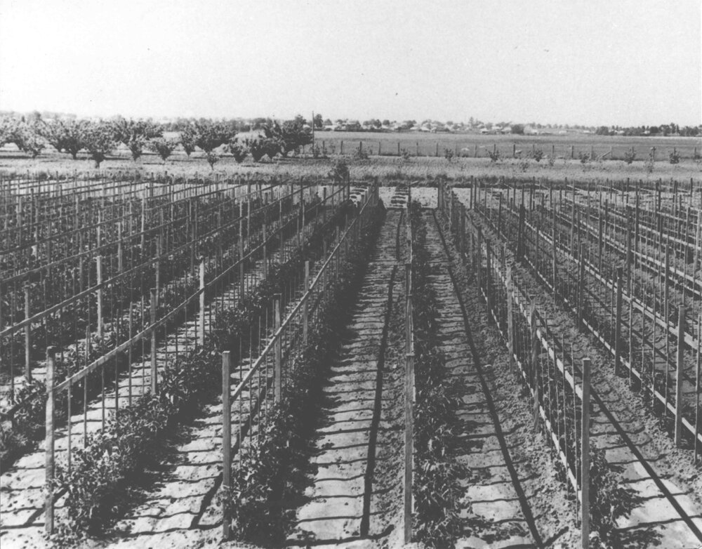 Experimental Plots: Staked tomatoes - looking towards Richmond [Hawkesbury Agricultural College (HAC)]