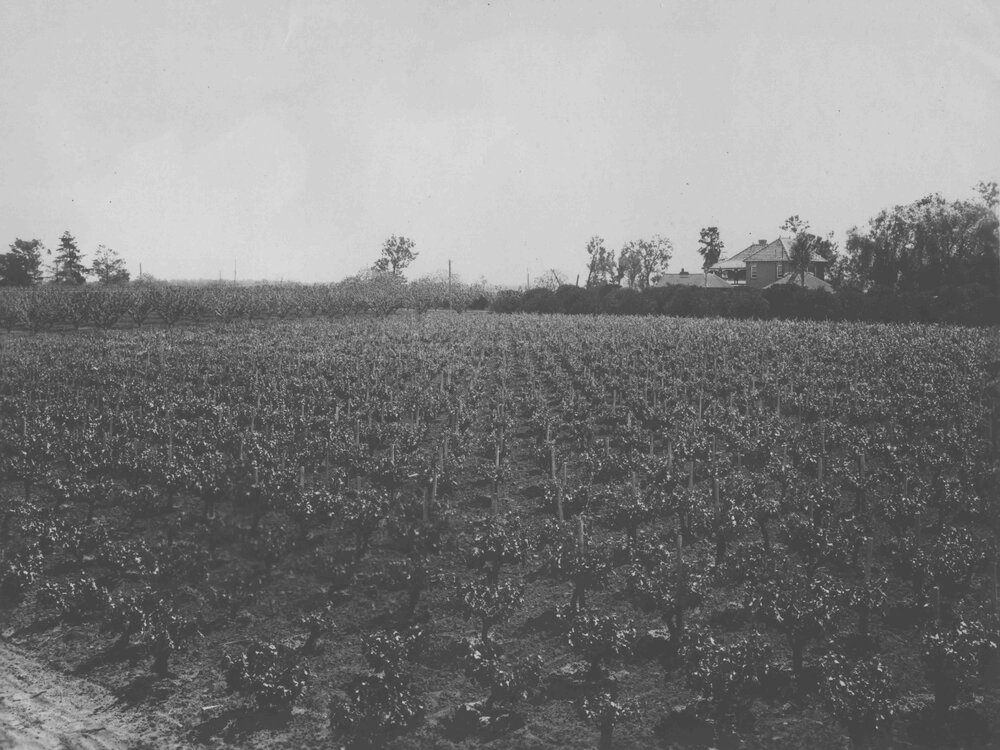 Orchard with vineyard in foreground, stone fruit &amp; citrus trees further back &amp; Registrar's residence in background [Hawkesbury Agricultural College (HAC)]