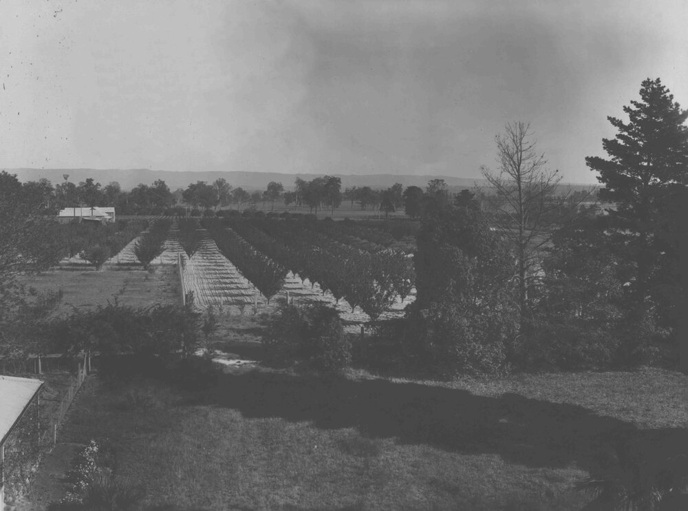 Looking towards the Packing Shed from Main Building [Hawkesbury Agricultural College (HAC)]