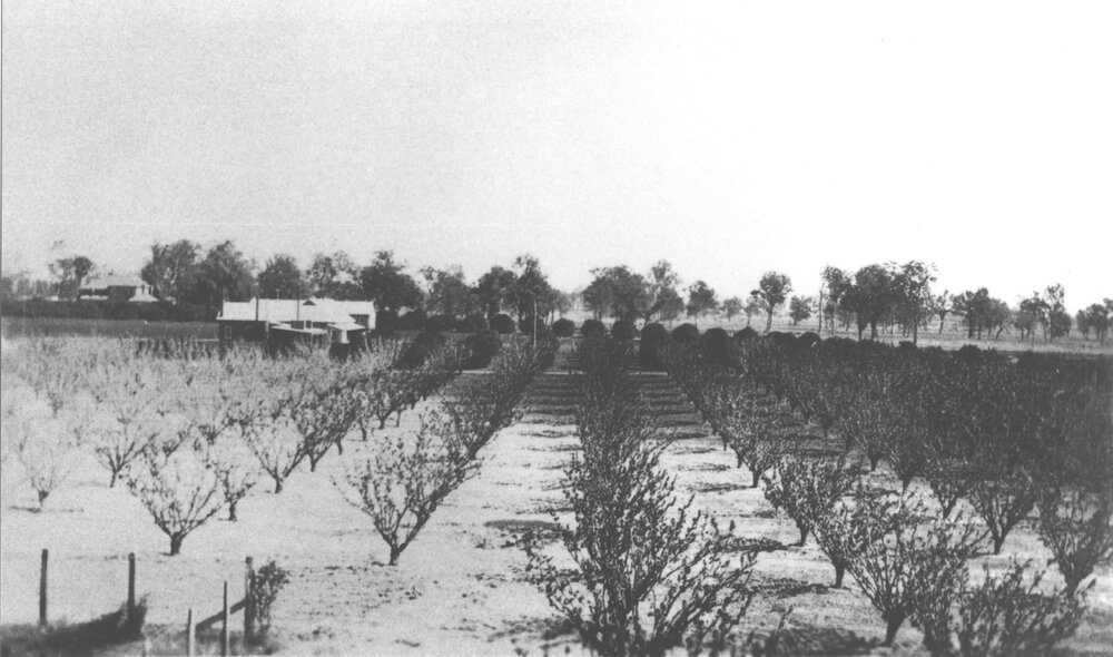 Orchards - pear trees (foreground) and citrus trees (background) [Hawkesbury Agricultural College (HAC)]