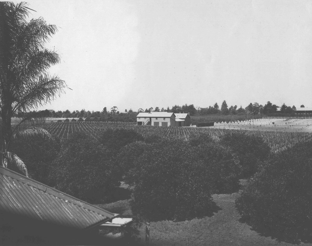 Washington Navel oranges planted (foreground), vineyards (in front of the Packing Shed) and pear trees (behind the building) [Hawkesbury Agricultural College (HAC)]