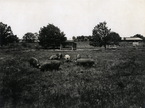 Piggery - Grazing paddocks and shelter shed [Hawkesbury Agricultural College (HAC)]