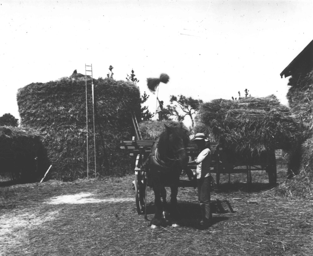 Beehive hay stack under construction - student holding horse (hitched to a hay wagon) in foreground [Hawkesbury Agricultural College (HAC)]