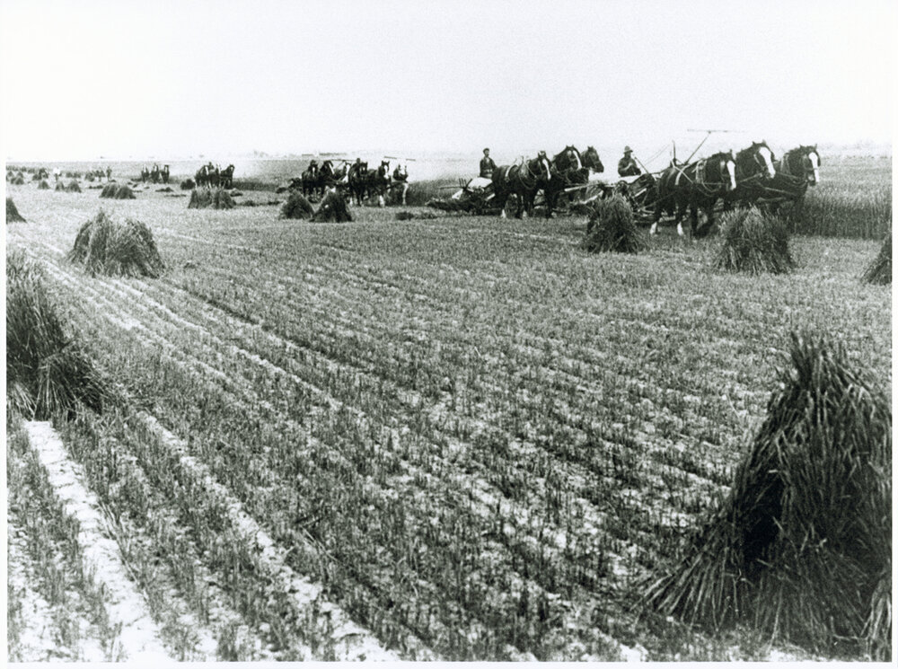 Students harvesting a crop using six three-horse teams drawing reaper and binder [Hawkesbury Agricultural College (HAC)]