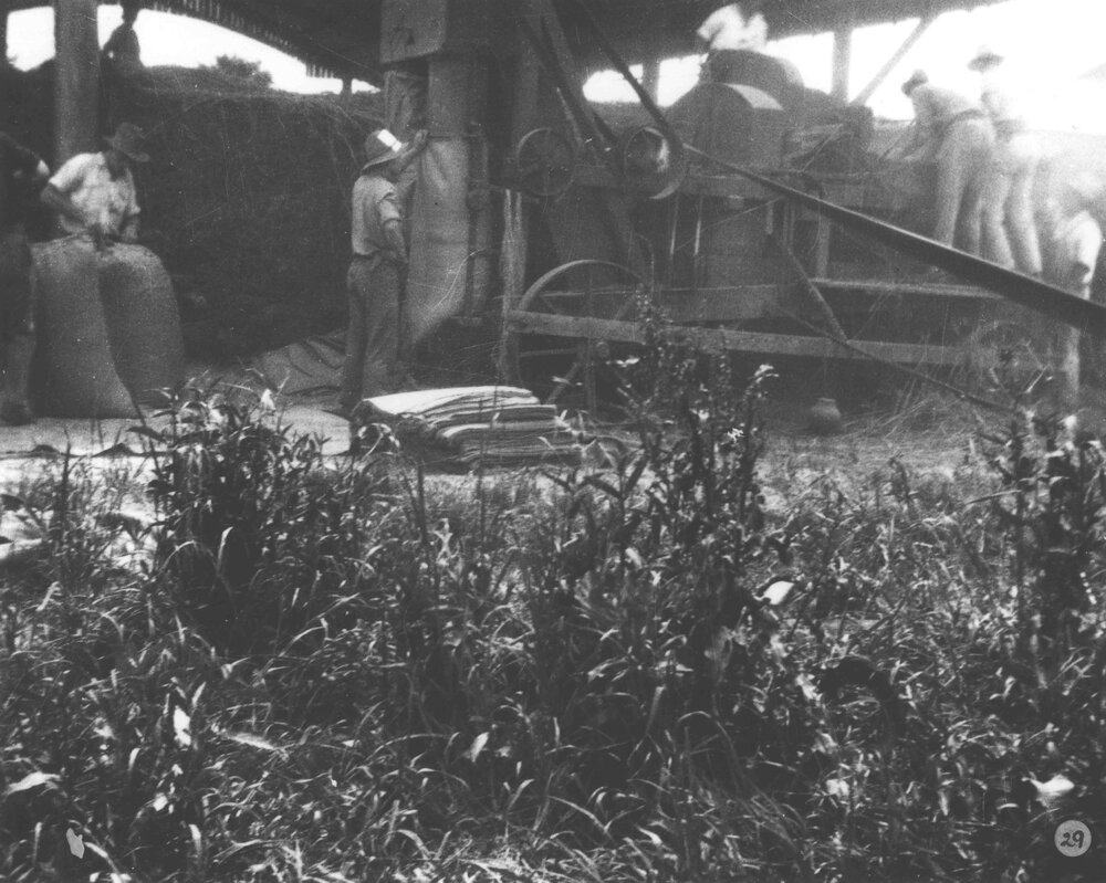 Students chaffing hay using a tractor for power [Hawkesbury Agricultural College (HAC)]