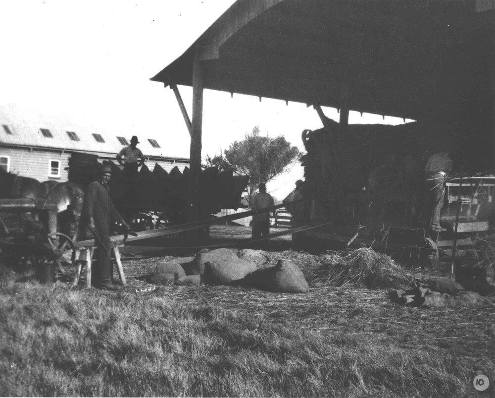 Students (under instruction) chaffing hay using a tractor for power [Hawkesbury Agricultural College (HAC)]