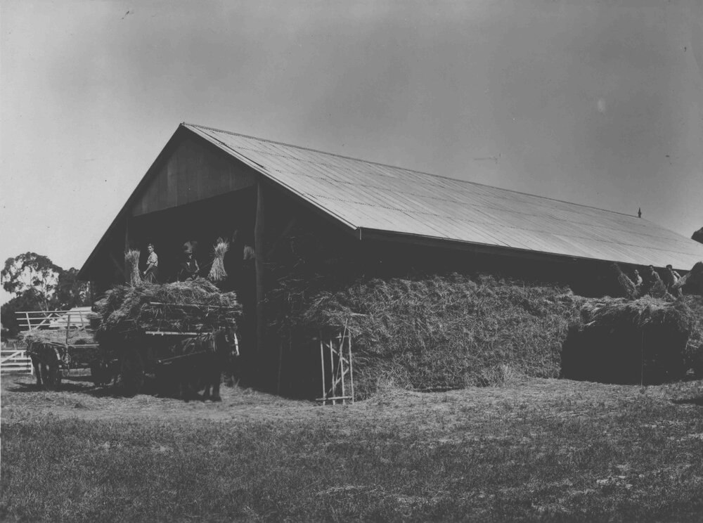 Students stacking hay into hay shed [Hawkesbury Agricultural College (HAC)]