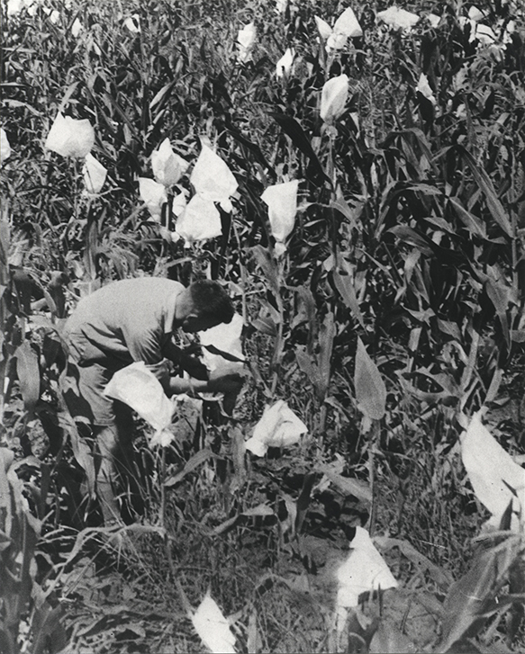 A student(?) placing bags over the top part of maize plants in the field [Hawkesbury Agricultural College (HAC)]
