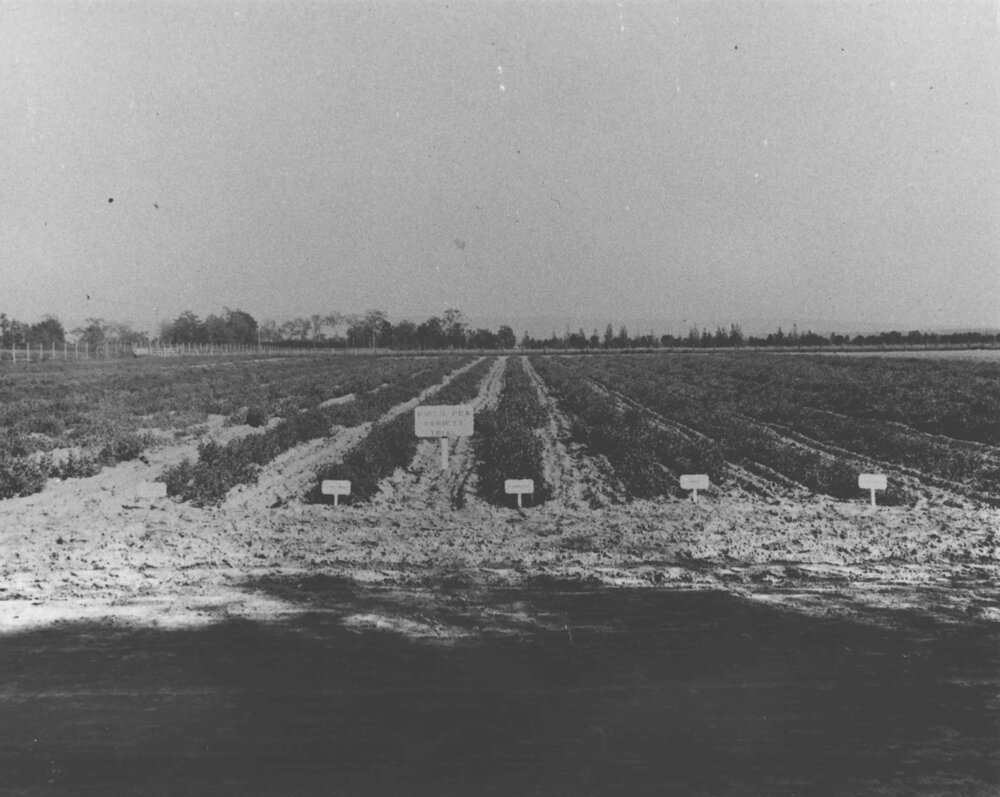Experimental Plots: Trial plots with field peas [Hawkesbury Agricultural College (HAC)]