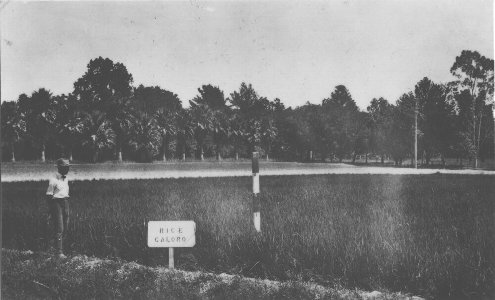 Experimental Plots: Experimentalist John L Green standing in front of the first rice (caloro variety) crop at the College HAC [Hawkesbury Agricultural College (HAC)]