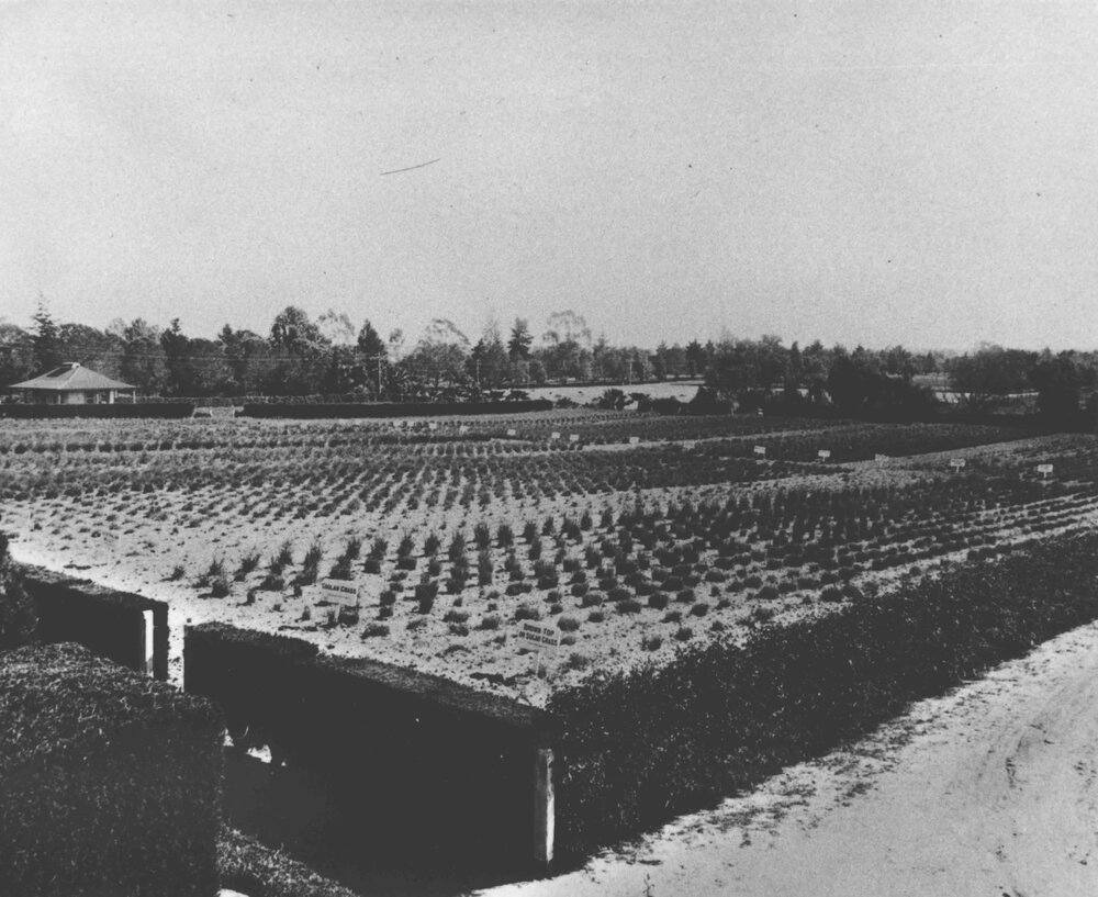 Experimental Plots: Grass garden - brown top (or sugar) grass and coolan grass [Hawkesbury Agricultural College (HAC)]