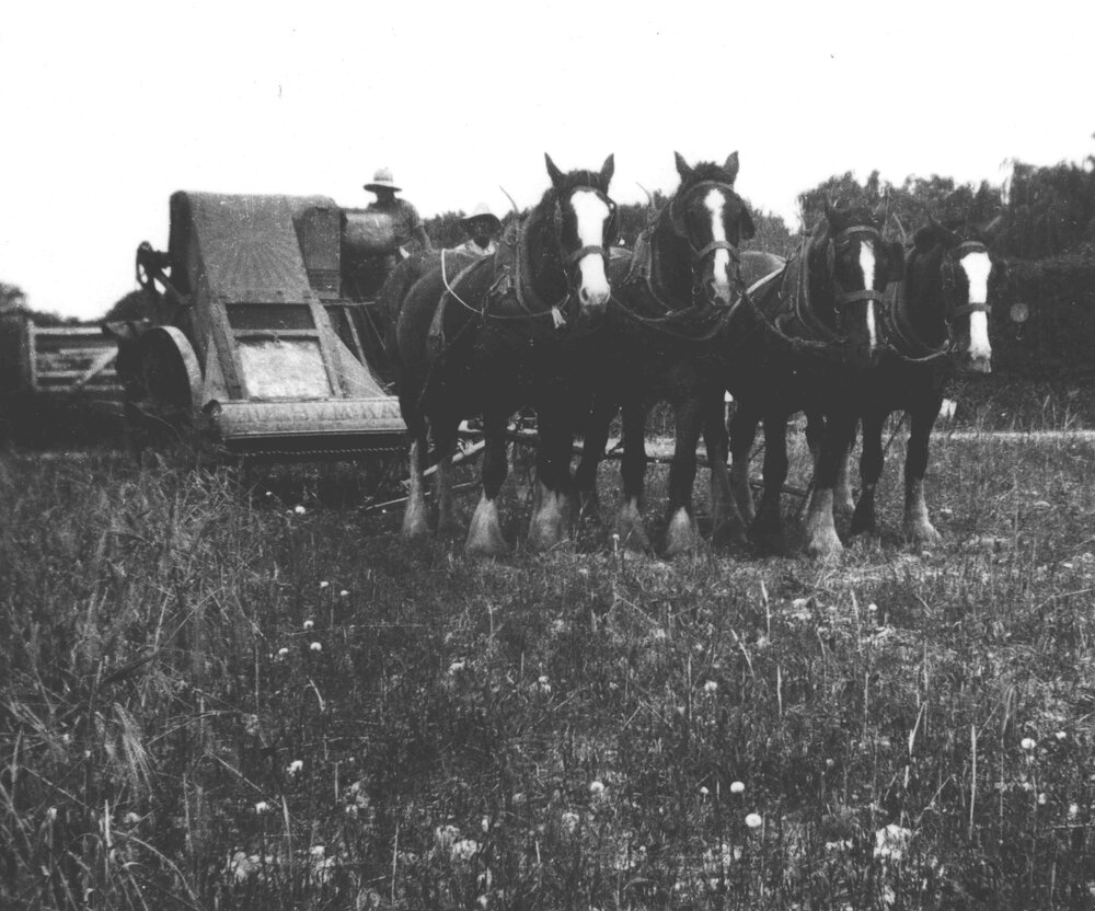 A stripper-harvester drawn by a four-horse team, working in a crop of barley on the experiment plots [Hawkesbury Agricultural College (HAC)]