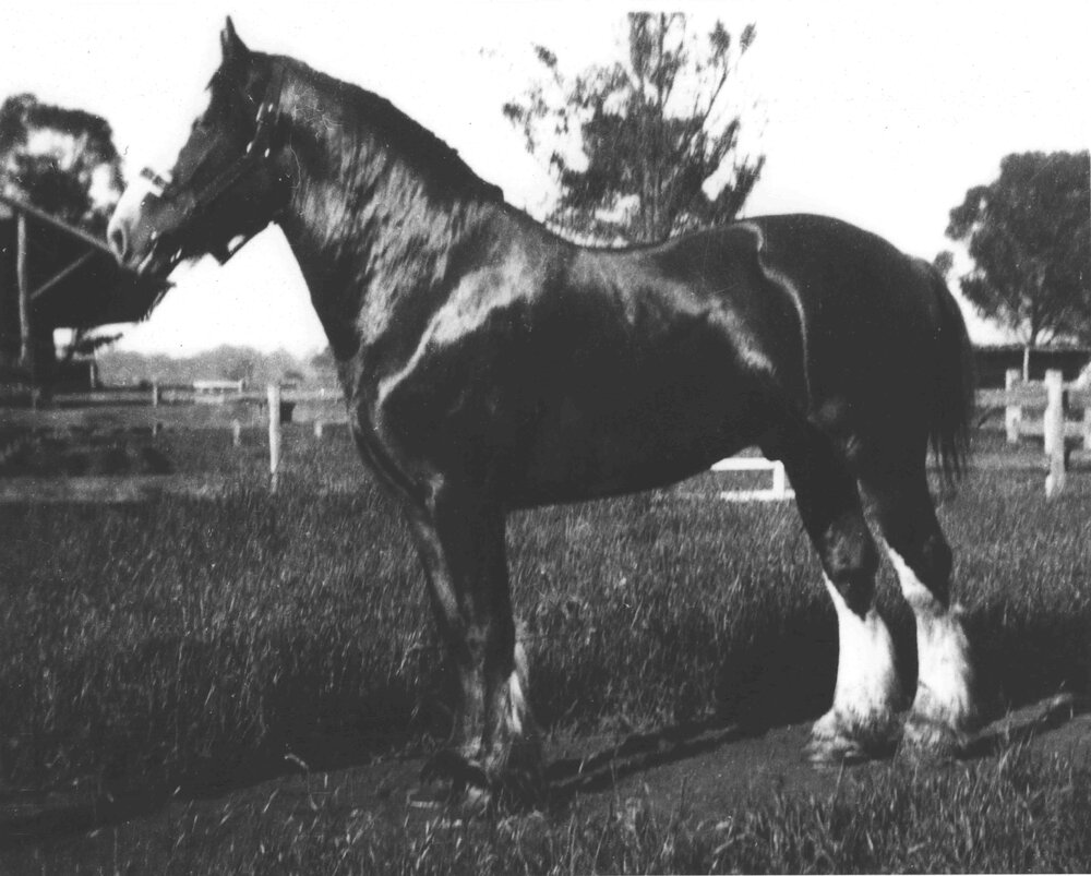 Clydesdale stallion &lsquo;Chieftain&rsquo; standing in a paddock [Hawkesbury Agricultural College (HAC)]