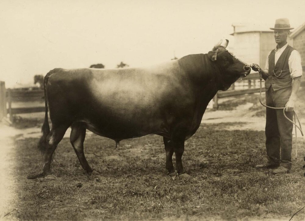 Dairy bull: 'Diamond King' - Unidentified man holding bull (Print 1 of 3) [Hawkesbury Agricultural College (HAC)]