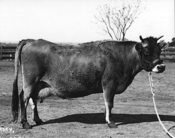 Dairy cow - 'Wagga Gladys' [Hawkesbury Agricultural College (HAC)]
