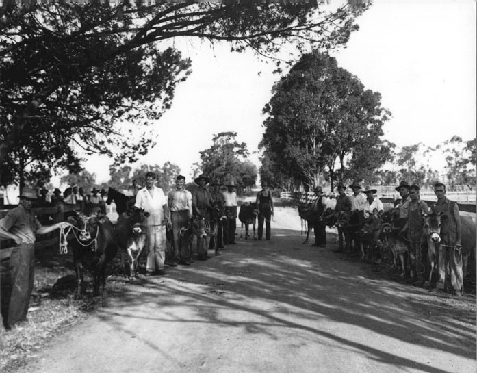 Staff &amp; students standing by jersey calves, heifers and bull [Hawkesbury Agricultural College (HAC)]