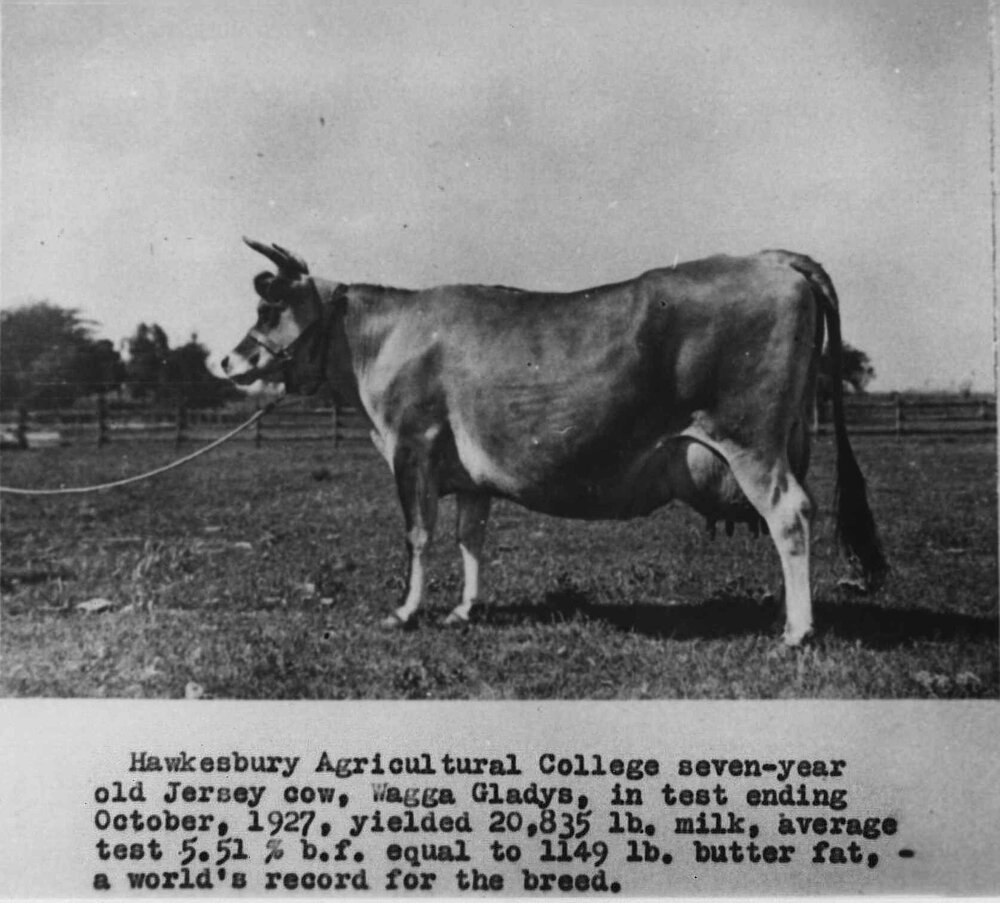 Dairy cow - 'Wagga Gladys', champion dairy producer [Hawkesbury Agricultural College (HAC)]