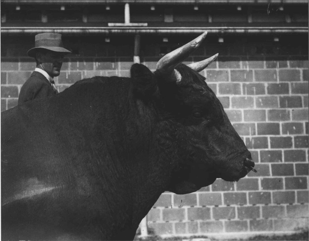 Dairy bull - close-up of head and shoulders - man with hat behind [Hawkesbury Agricultural College (HAC)]
