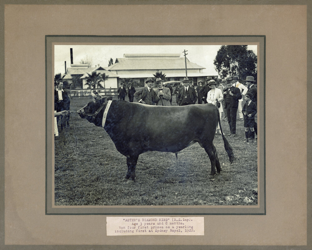 Diploma Day - Showing Jersey bull Asters Diamond King [Hawkesbury Agricultural College (HAC)]