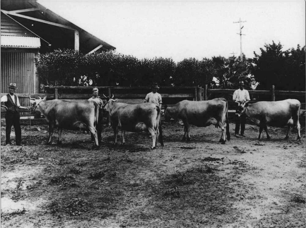 Dairy cows: high-producing cows in College stud - each cow with a handler [Hawkesbury Agricultural College (HAC)]