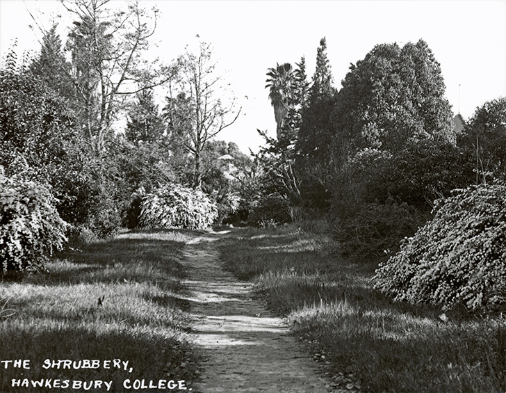 Path in shrubbery - Shrubbery lay West of Avenue and opposite Western tower wing [Hawkesbury Agricultural College (HAC)]