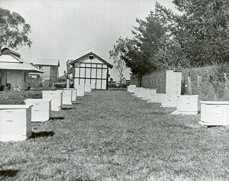 Apiary Building &amp; Hives [Hawkesbury Agricultural College (HAC)]