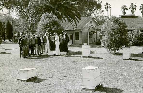 Apiary Class - Students young so probably Diploma students - People on left [Hawkesbury Agricultural College (HAC)]