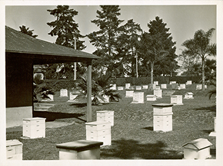Apiary buildings and hives [Hawkesbury Agricultural College (HAC)] - Print 2 of 2