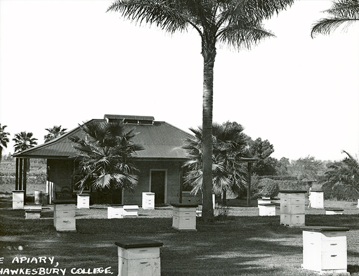 Apiary and hives [Hawkesbury Agricultural College (HAC)]