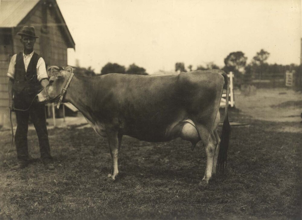 Farm hand holding the reins of a Jersey Cow [Hawkesbury Agricultural College (HAC)]