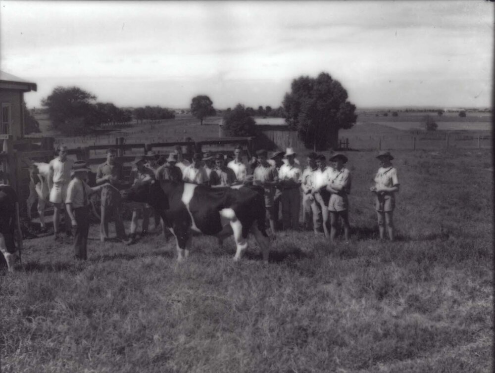 Students, under instruction, standing around a bull [Hawkesbury Agricultural College (HAC)]
