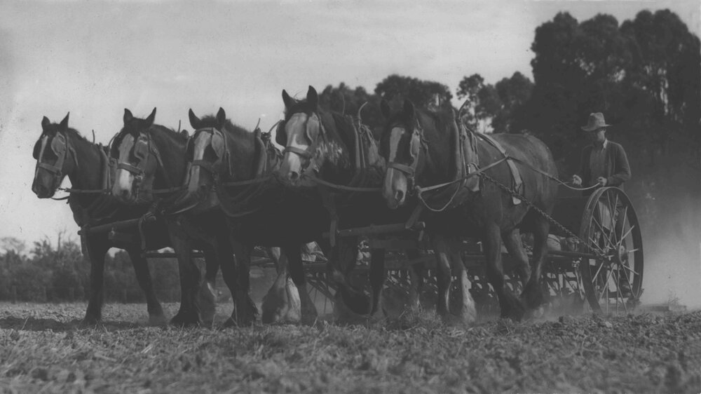 Student ploughing with a team of five horses [Hawkesbury Agricultural College (HAC)]