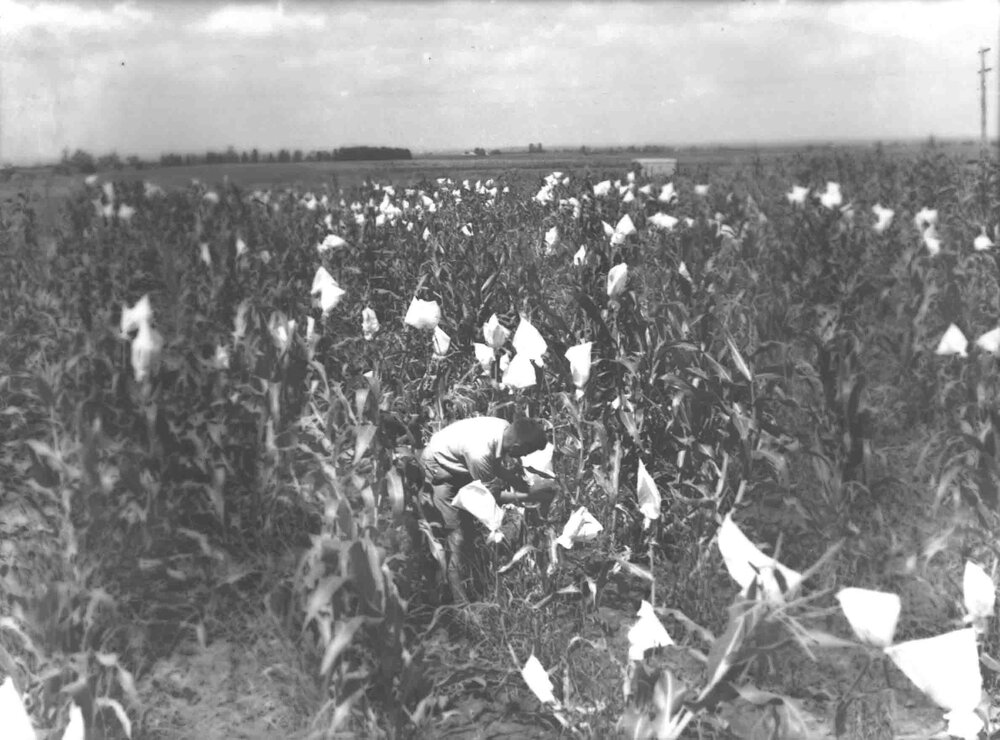 Student inspecting a crop of corn [Hawkesbury Agricultural College (HAC)]