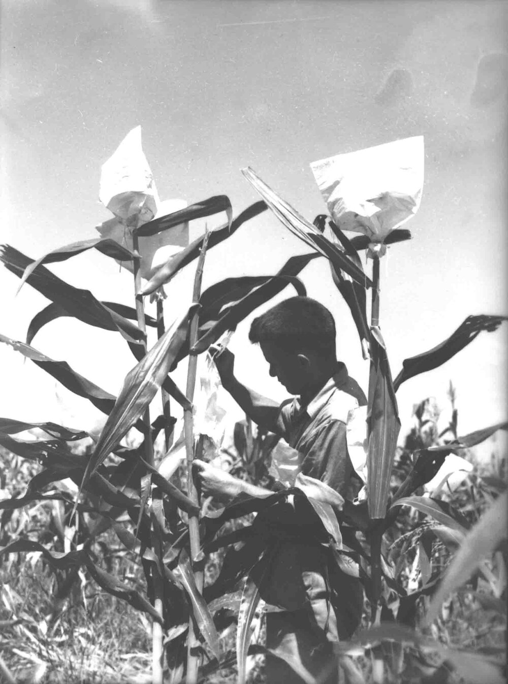 Student inspecting a crop of corn [Hawkesbury Agricultural College (HAC)]
