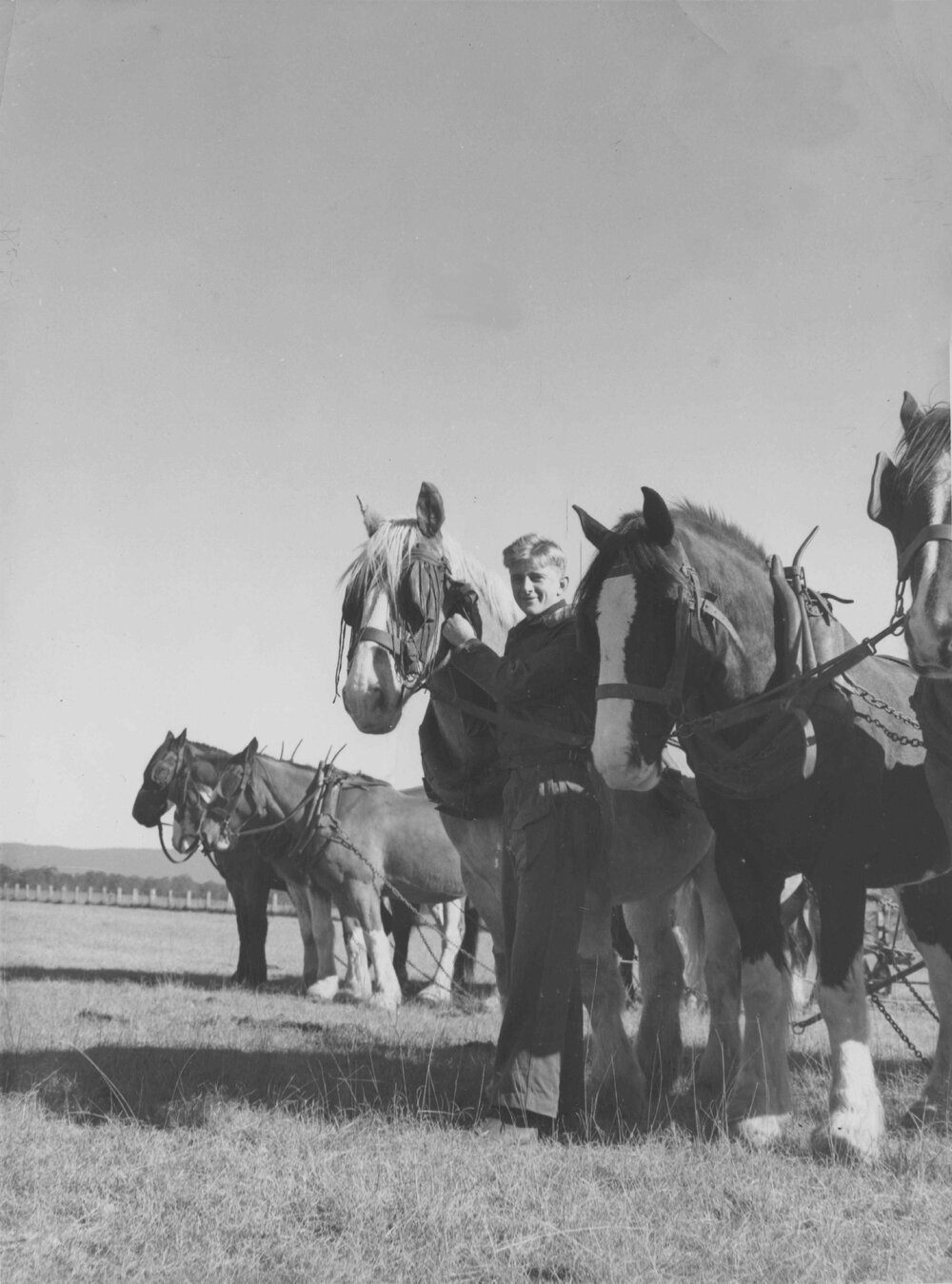 A student preparing Clydesdales, in a field, for work [Hawkesbury Agricultural College (HAC)]