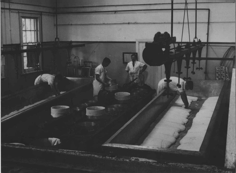 Dairy Factory (interior): Cheese making [Hawkesbury Agricultural College (HAC)]