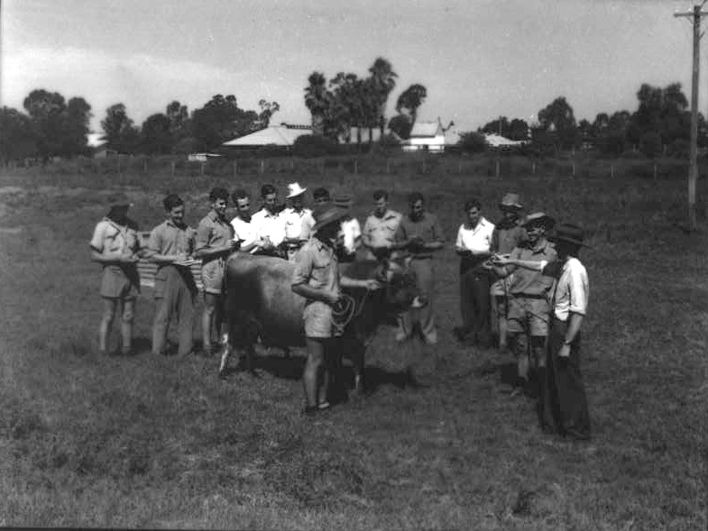 Class underway in paddock - one cow on a lead and students standing around [Hawkesbury Agricultural College (HAC)]