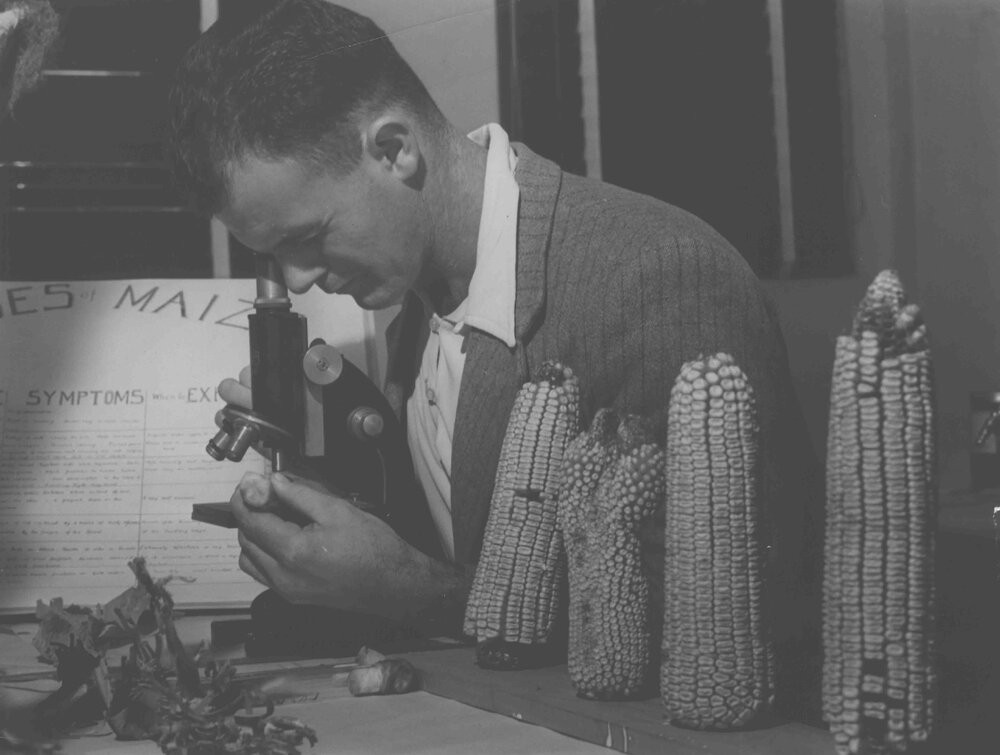 Student, Cliff R Emery, studying corn under a microscope [Hawkesbury Agricultural College (HAC)]